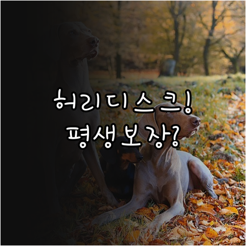 닥스훈트 허리 디스크 보험 선택법, ..