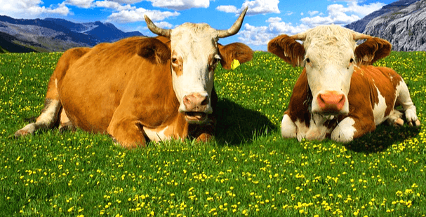 풀밭 위에 소 두 마리가 앉아서 정면을 바라본다. 풀밭에는 노란 들꽃들이 가득 피어있다.