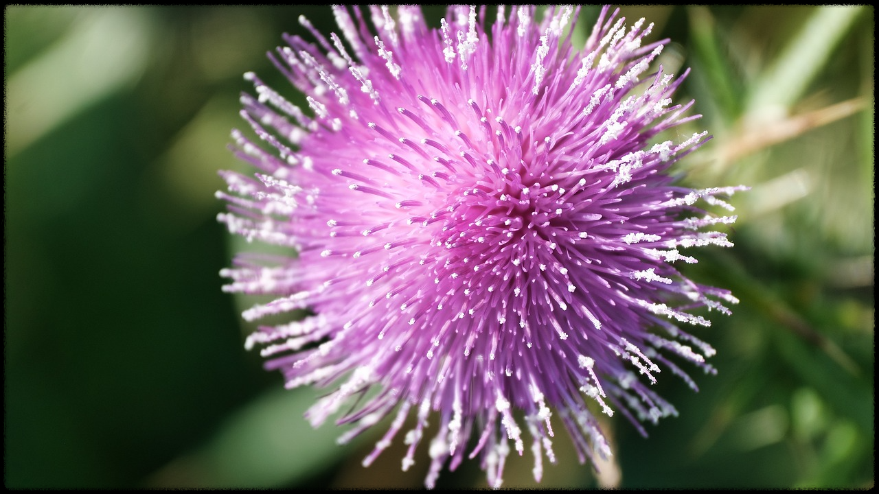 밀크씨슬 이미지20