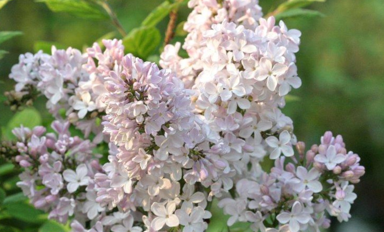 라일락 꽃 선물