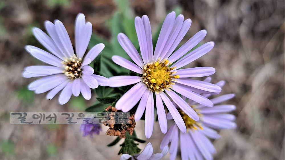 Purisima Creek Redwoods Open Space Preserve
