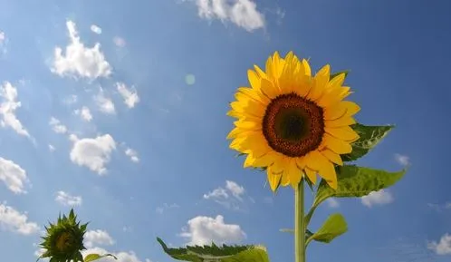 8월에 피는 꽃 이름 종류별 특징 정리 보기_3