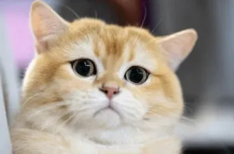 브리티쉬숏헤어 고양이 실버 유전병 분양 가격 성격_4