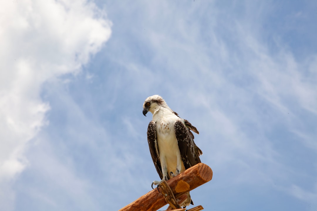 Hawk