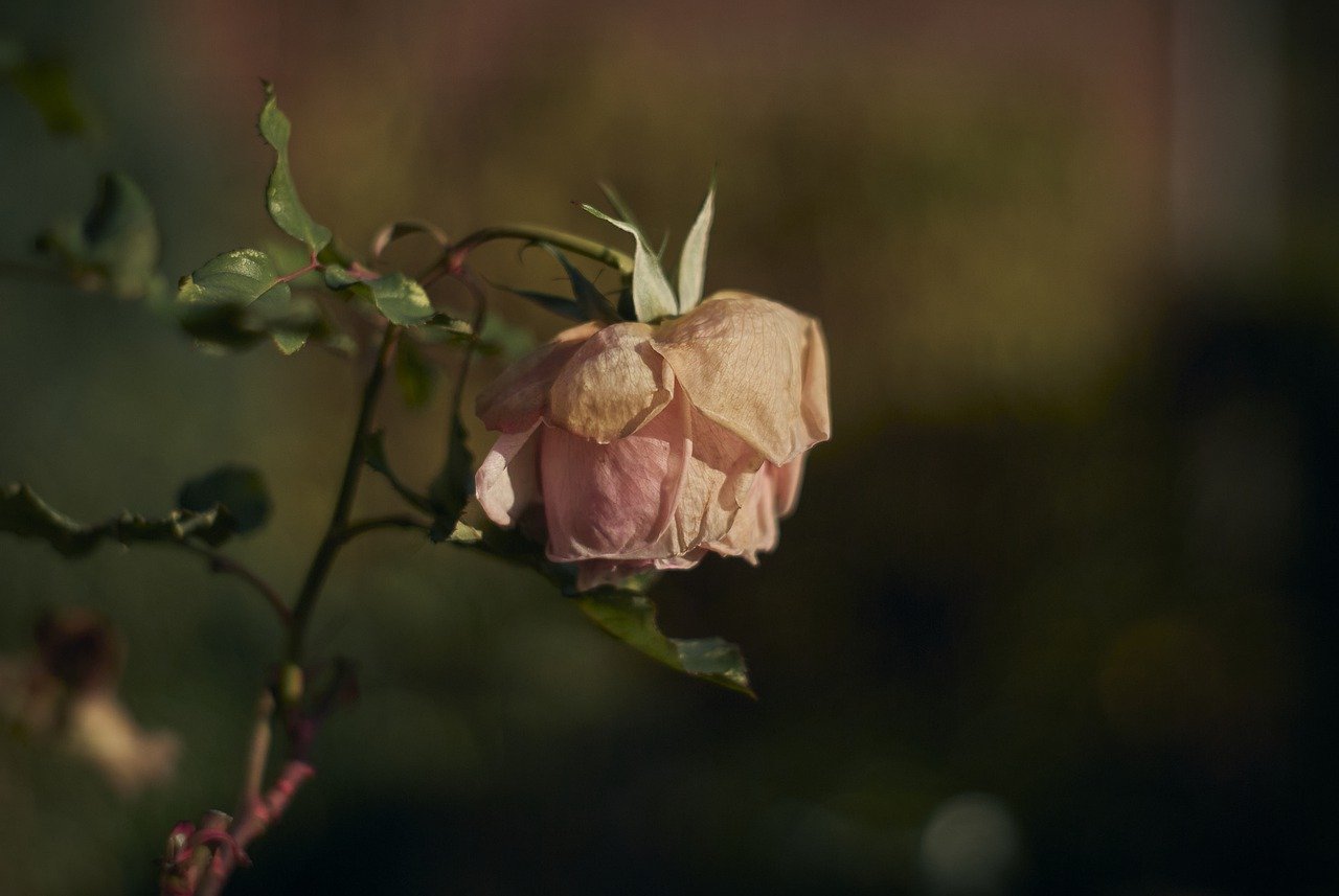 곡성 세계장미축제 관련 정보