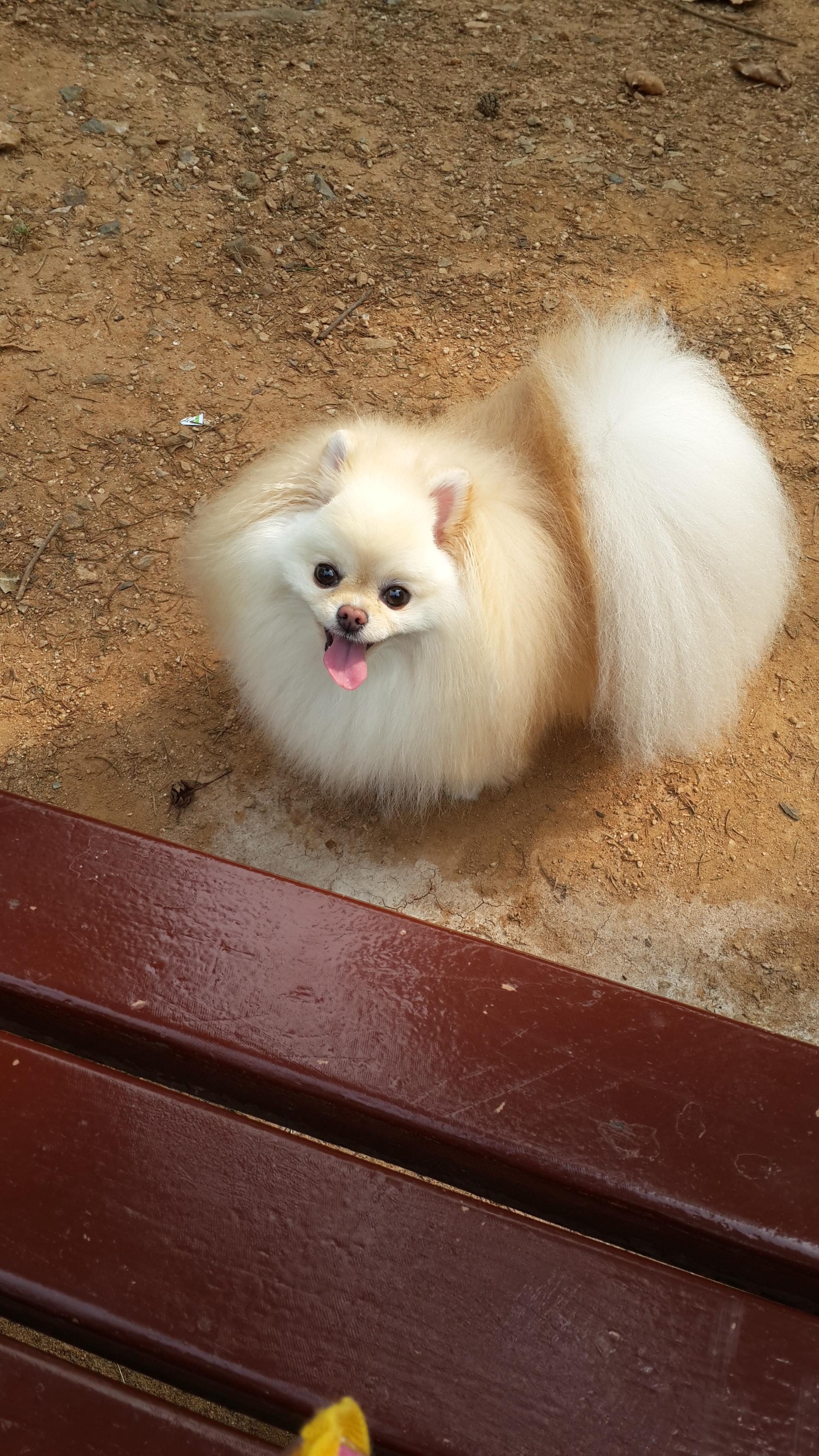 강아지 백내장 초기 증상과 확인법 : 예방법 3가지