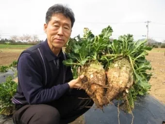 사탕무 재배 봄 파종 당도 관리 수확 보관_4