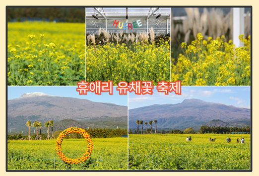 제주 유채꽃 명소 - 휴애리