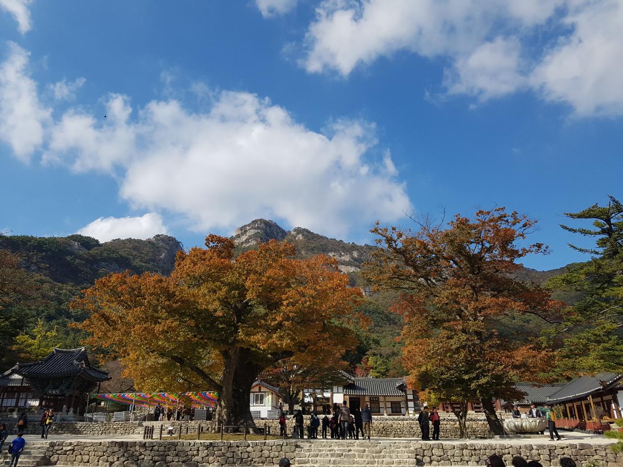 국내단풍명소