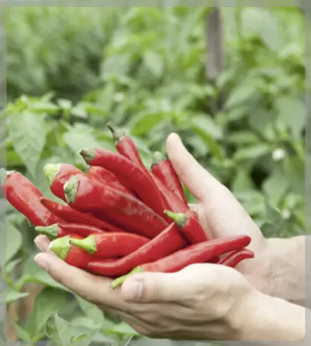 괴산 고추축제_2