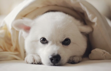 반려견의 회복존 마련