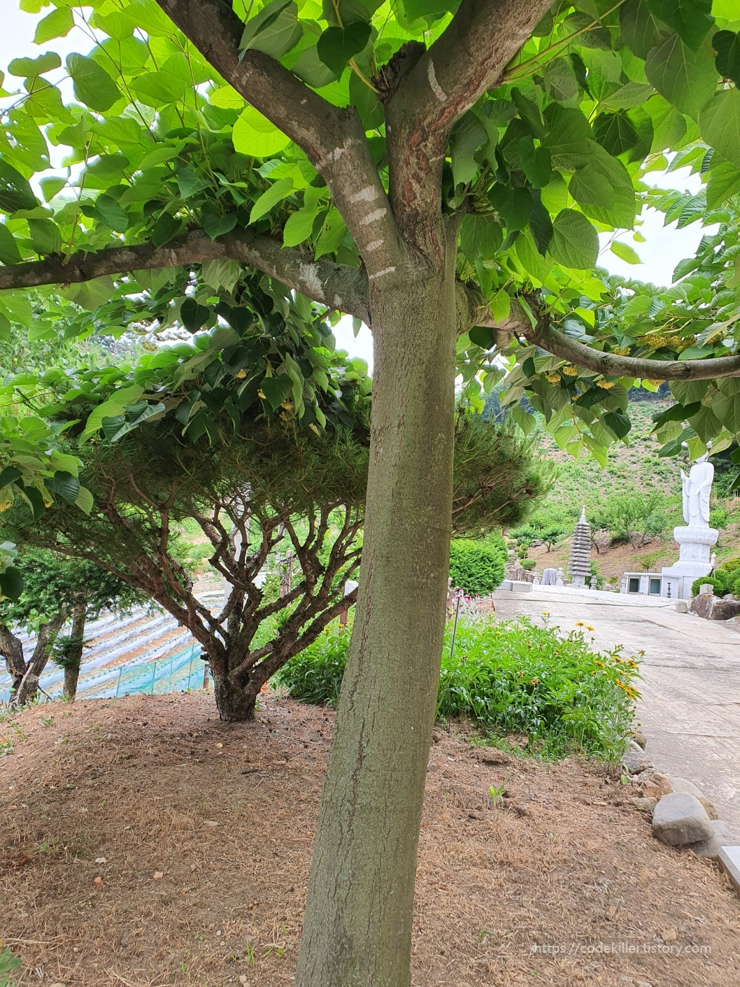 찰피나무