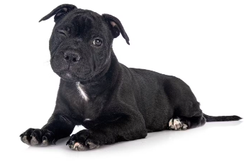 앉아있는 강아지