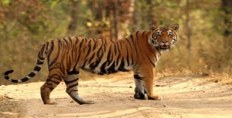 호랑이 꿈해몽 10가지 정리.다섯번째