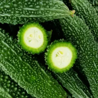 여주 재배 그늘 관리 수분 공급 여름 고온 대책_3