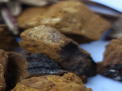 표고버섯 효능 사진6