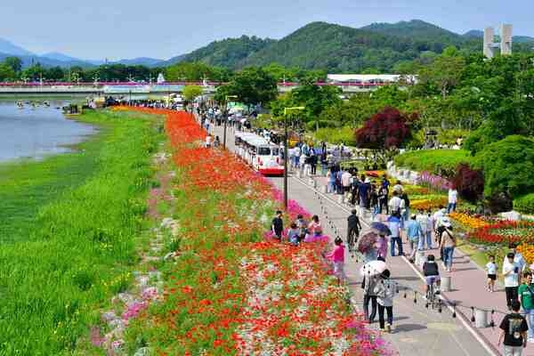 장성 황룡강 길동무 꽃길 축제 주차장 연예인