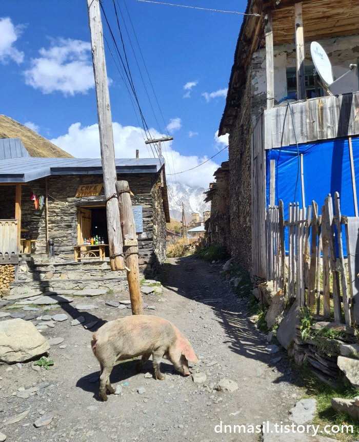우쉬굴리 마을 골목길에 있는 돼지