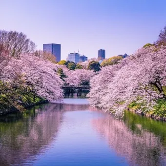 일본 벚꽃 명소 벚꽃 여행 개회시기 도쿄 벚꽃 축제_11