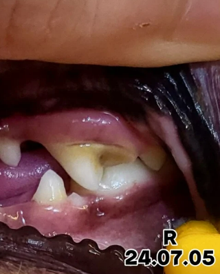 강아지 치석, 왜 생기고 어떻게 제거해야 할까?