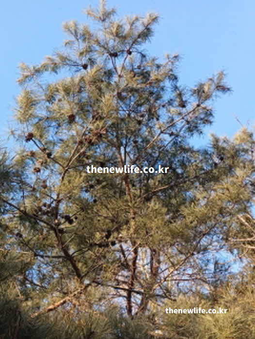 솔잎 효능 혈당 조절 글리코키닌