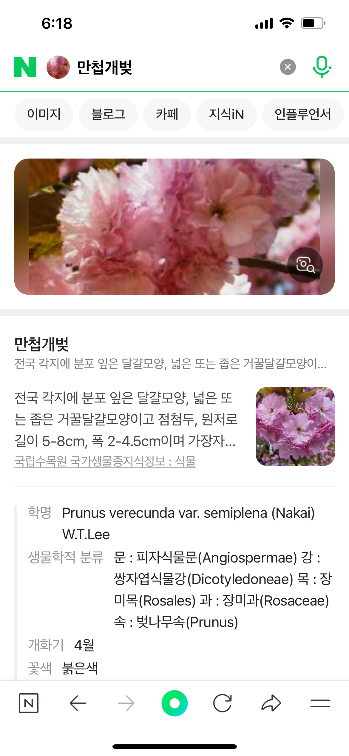 네이버 꽃검색 식물이름찾기 3분 총정리