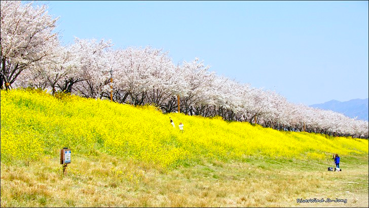 벚꽃과 유채꽃