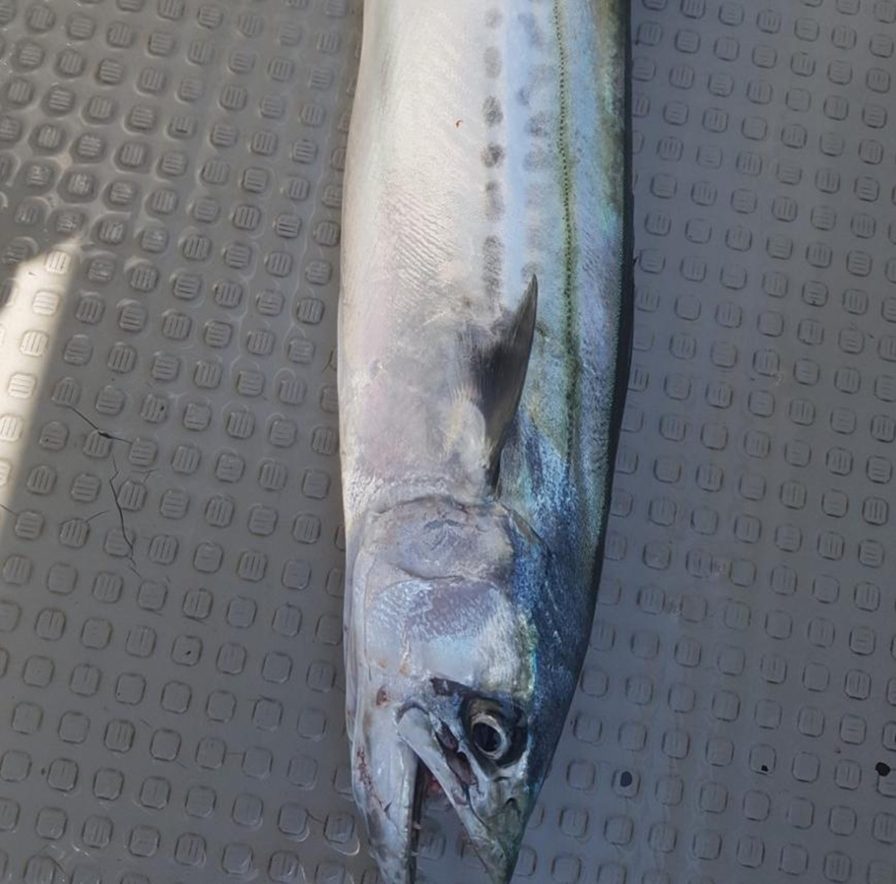 거제도 배낚시 노인과바다