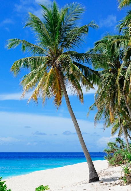 강원도 해수욕장 추천 개장일 폐장일