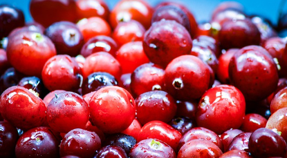 카리토포텐 생약 성분