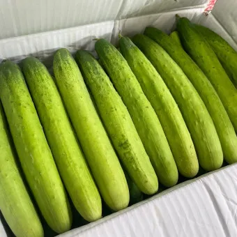 nv_오이 탕탕이 레시피_14