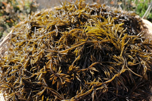 톳의 영양성분 및 톳의 효능, 톳의 부작용