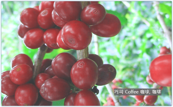 커피 콩 coffee bean