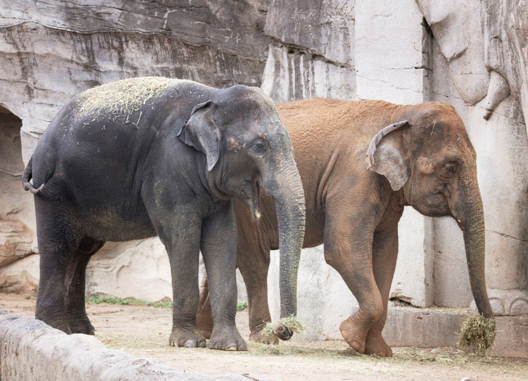 🐾 에버랜드 리버 트레일 어드벤처 솔직 후기! 도보로 걷는 신개념 사파리 체험 ✨