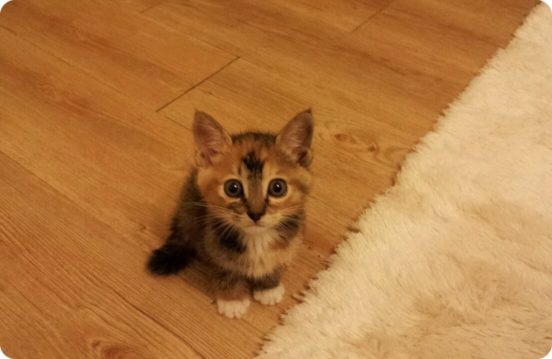 아기고양이 몽빼