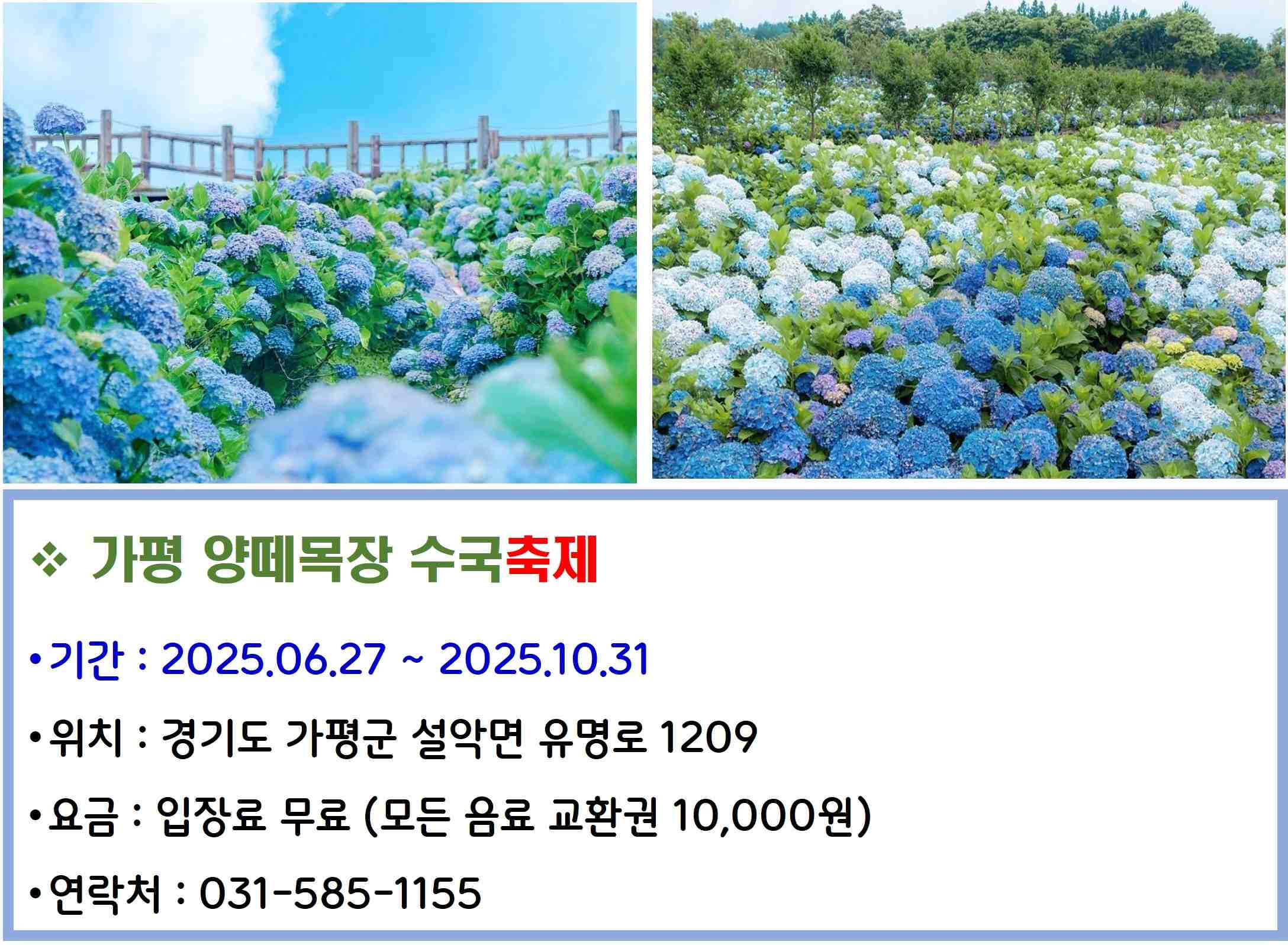 가평 양떼목장 수국축제