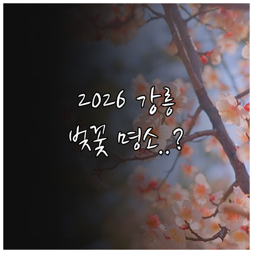 2026 강릉 벚꽃 개화 예상일과 인..
