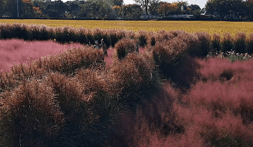 평택_바람새마을_핑크뮬리_명소