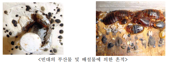 빈대 퇴치방법, 대응방안