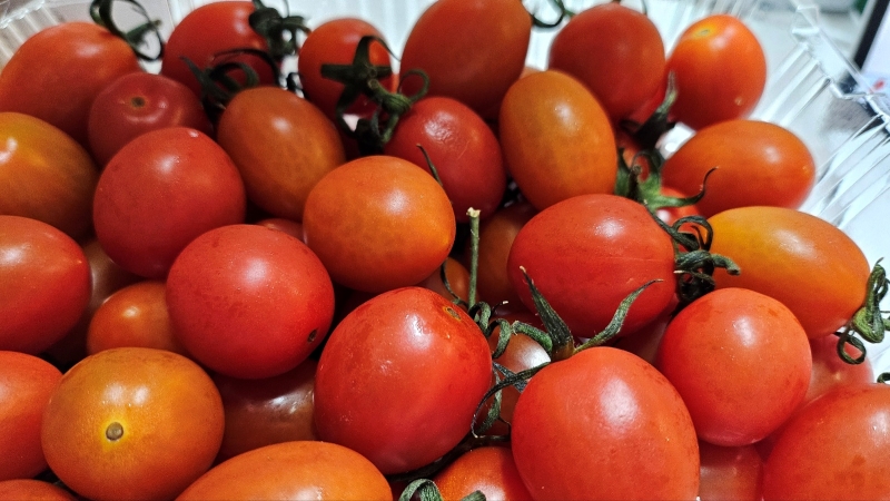 스테비아토마토18