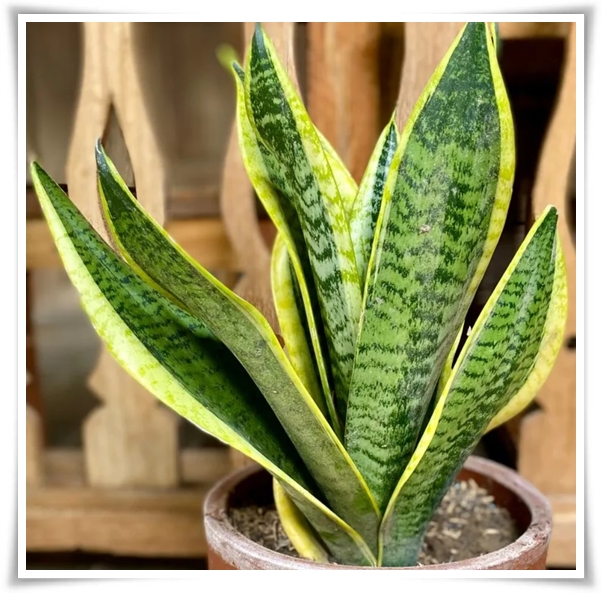 &quot;실내 공기정화에 좋은 식물 Best 10&quot; 공기정화 식물로 건강한 공간 만들기!