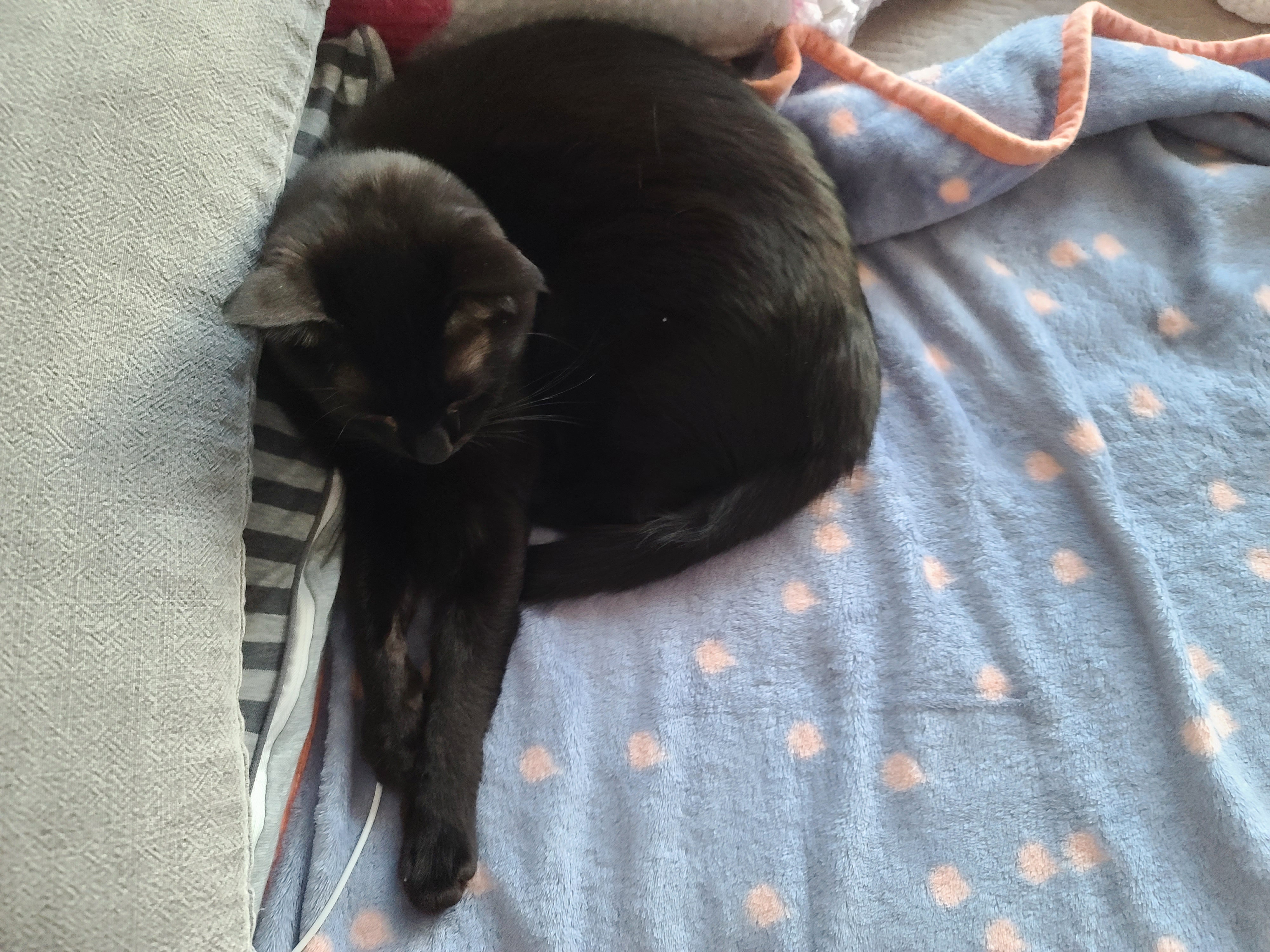 한 베개를 다정히 나눠쓰는 고양이 커플, 막둥이랑 요미 (feat.호야랑 건)