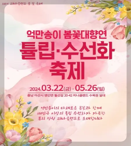 피나클랜드 튤립 수선화 축제