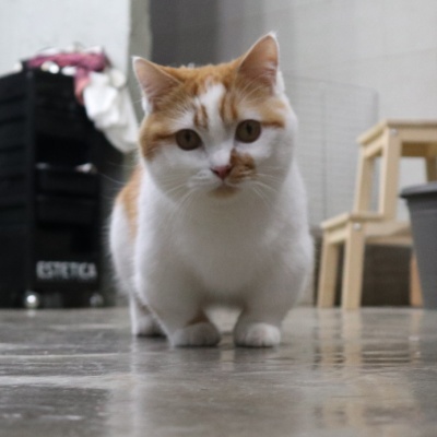 고양이놀아주기