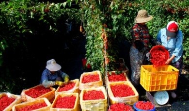6시내고향 문경 오미자음료와 오미자김 문경미소 주문방법
