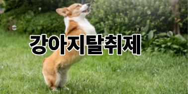 강아지탈취제