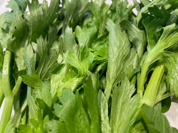 샐러리 손질법 - 시든 줄기나 노란 잎 살펴보기