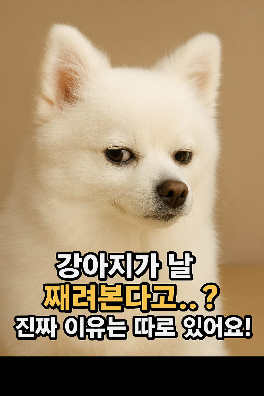 A staring puppy_째려보는 강아지