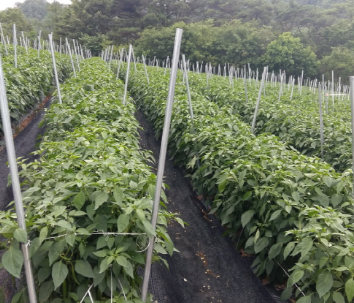 고추 진딧물 제거5