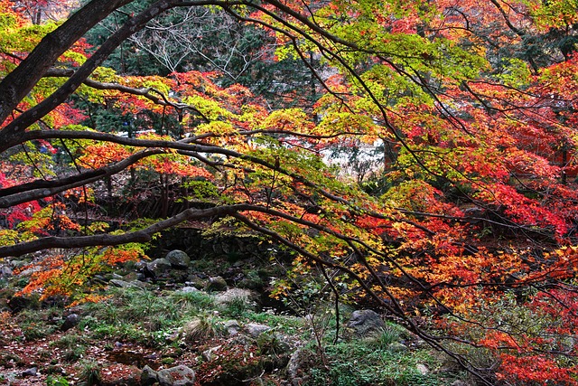 산속 단풍
